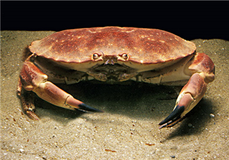 蟹黃可以做什么菜？蟹黃怎么做好吃？