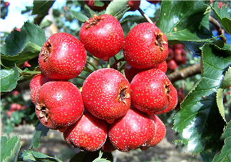 山楂怎么吃才減肥？山楂怎么吃能減肥瘦身？