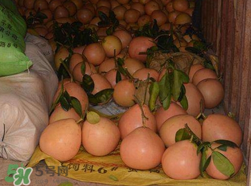 三紅蜜柚幾年結果？種三紅蜜柚好還是紅肉蜜柚好？