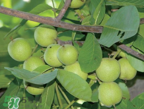 山核桃多少錢一斤市場價 野生核桃多少錢一斤 山核桃多少錢一斤市場價 野生核桃多少錢一斤