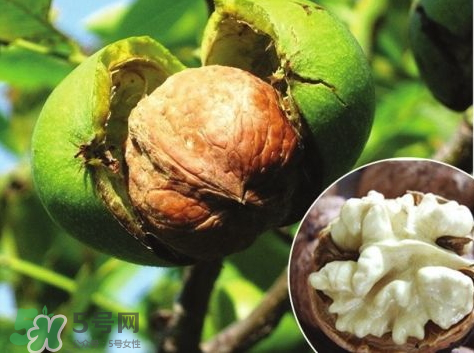 山核桃多少錢一斤市場價 野生核桃多少錢一斤 山核桃多少錢一斤市場價 野生核桃多少錢一斤