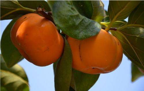 柿子葉可以洗臉嗎 柿子葉能美容嗎 柿子葉可以洗臉嗎 柿子葉能美容嗎