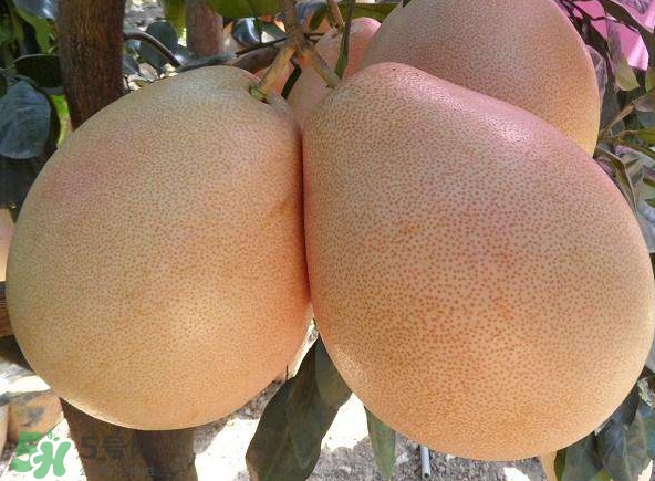 三紅蜜柚幾年結果？種三紅蜜柚好還是紅肉蜜柚好？