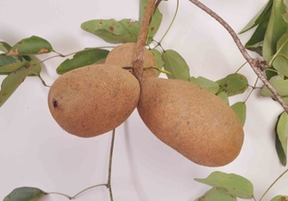 八月炸果為什么種的人少？八月炸可以放多久