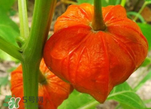 紅姑娘能泡酒嗎 紅姑娘泡酒能治什么病 紅姑娘能泡酒嗎 紅姑娘泡酒能治什么病