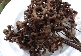 拐棗可以嫁接嗎？拐棗是哪里的特產(chǎn)