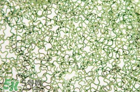 怎么辨別螺旋藻的真假？買螺旋藻怎么挑？