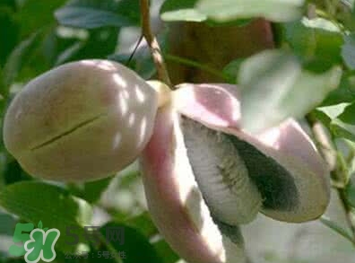 八月瓜能放冰箱嗎？八月瓜怎么保存？