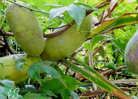 八月瓜能放冰箱嗎？八月瓜怎么保存？