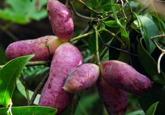 八月瓜孕婦能吃嗎？八月瓜的功效與作用