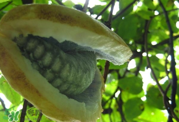 八月瓜可以美容嗎？八月瓜怎么吃有美容效果？