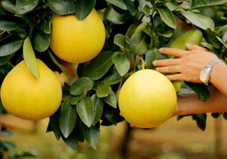 如何區(qū)分紅肉蜜柚真假？吃紅肉蜜柚有什么好處？