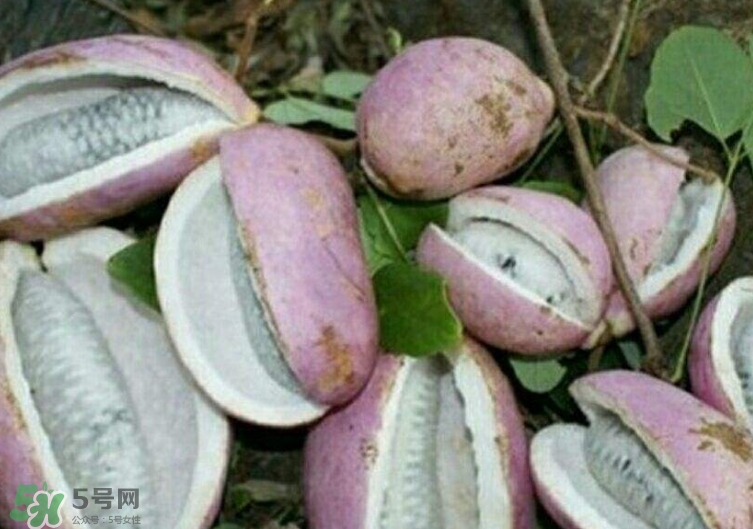 八月瓜能種植嗎？八月瓜怎么種植？