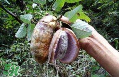 八月瓜可以補(bǔ)腎嗎？八月瓜的營(yíng)養(yǎng)價(jià)值