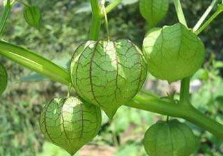 燈籠果什么時候種植？燈籠果怎么種植？