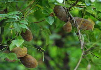 八月瓜可以經(jīng)常吃嗎？八月瓜可以多吃嗎？