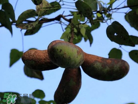 八月瓜能放冰箱嗎？八月瓜怎么保存？