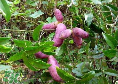 八月瓜孕婦能吃嗎？八月瓜的功效與作用