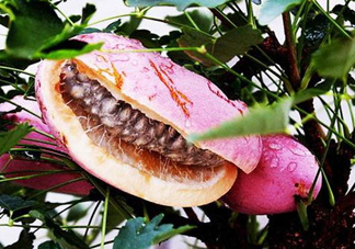 八月瓜的藥用價(jià)值有哪些？八月瓜能治什么??？