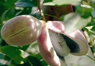 八月瓜能放冰箱嗎？八月瓜怎么保存？