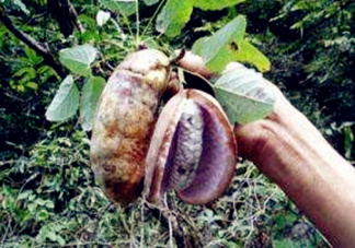 八月瓜可以補(bǔ)腎嗎？八月瓜的營(yíng)養(yǎng)價(jià)值