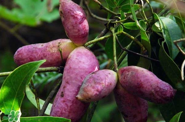 八月瓜能放冰箱嗎？八月瓜怎么保存？