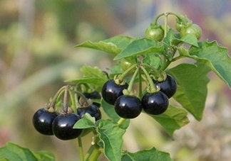 龍葵果是黑天天嗎？龍葵果是黑枸杞嗎？