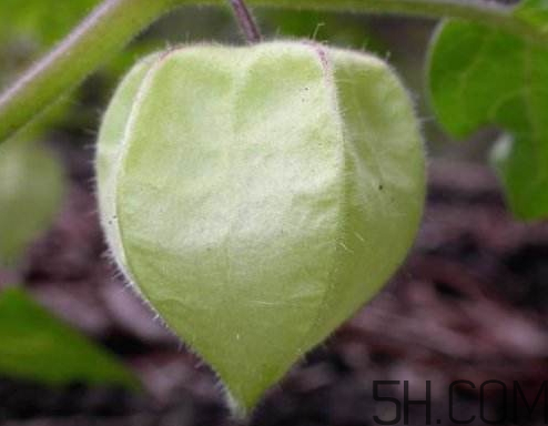 姑娘果是燈籠果嗎？姑娘果有幾種？