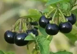 龍葵果有毒嗎？龍葵果怎么吃