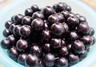 樹葡萄怎么種植？樹葡萄要多少年才掛果