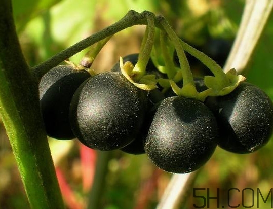 龍葵果有毒嗎？龍葵果怎么吃