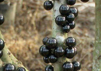 樹葡萄多少錢一斤？2017樹葡萄市場(chǎng)價(jià)格