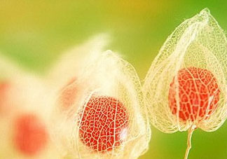 姑娘果能多吃嗎？姑娘果一次吃多少？