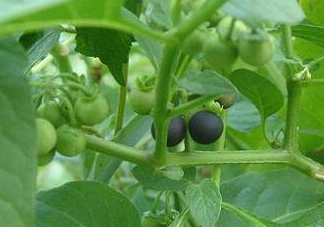 龍葵果可以多吃嗎？龍葵果一次吃多少合適