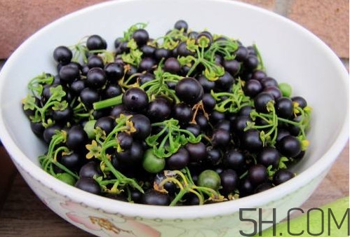 龍葵果有毒嗎？龍葵果怎么吃