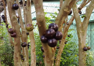 樹葡萄皮和核能吃嗎？樹葡萄多久結(jié)果