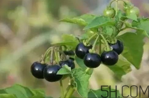 龍葵果是黑天天嗎？龍葵果是黑枸杞嗎？