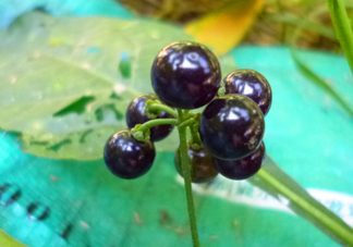 孕婦可以吃龍葵果嗎？龍葵果怎么泡酒