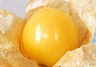 姑娘果是燈籠果嗎？姑娘果有幾種？