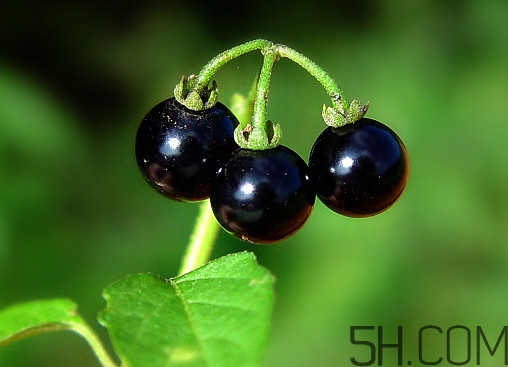 龍葵果泡酒有什么功能？龍葵果的功效與作用