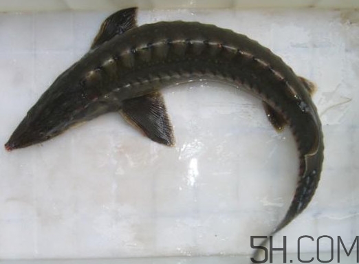 中華鱘到底能不能吃？吃中華鱘犯法嗎