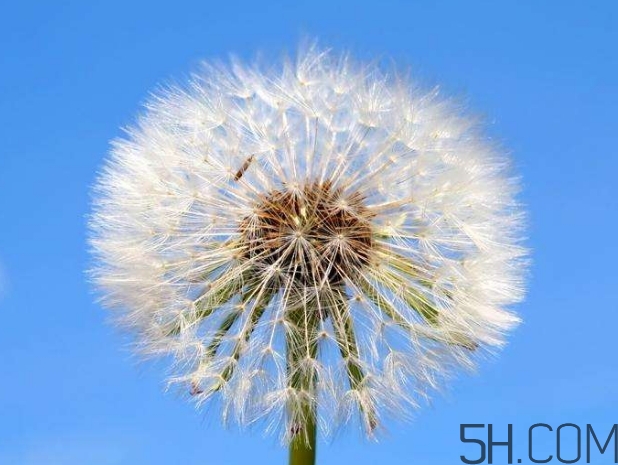 蒲公英能去胎毒嗎？吃什么可以去胎毒？