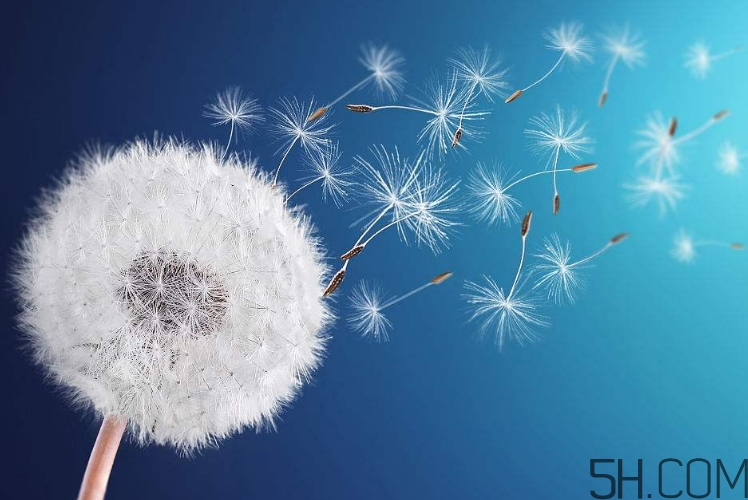 蒲公英能去胎毒嗎？吃什么可以去胎毒？