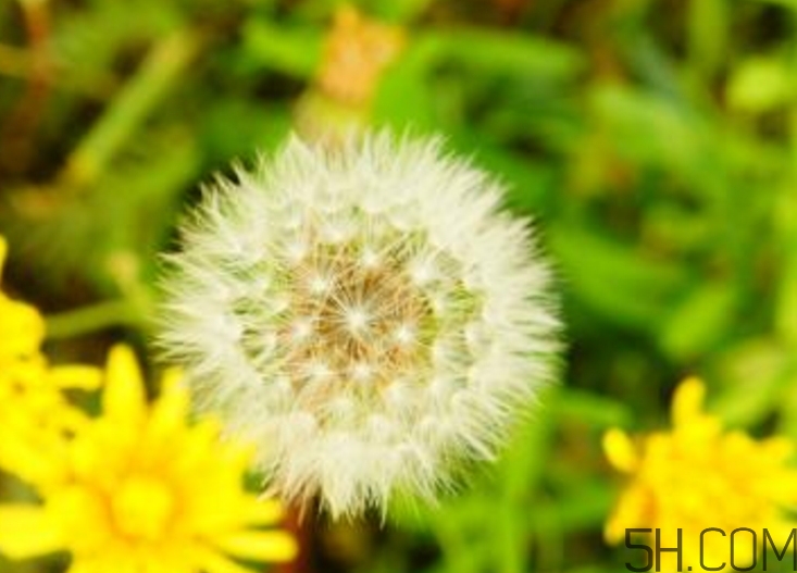 蒲公英能去胎毒嗎？吃什么可以去胎毒？