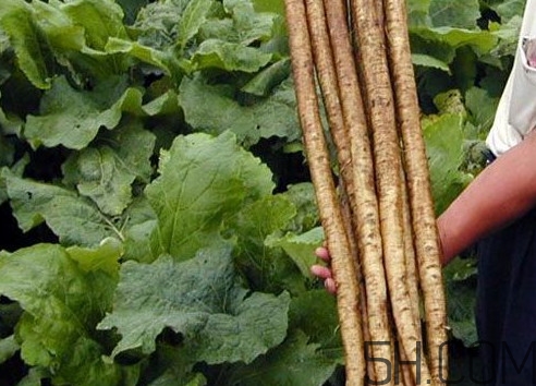 牛蒡要種多久才可以收割？女性喝牛蒡茶有什么好處