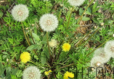 蒲公英能去胎毒嗎？吃什么可以去胎毒？