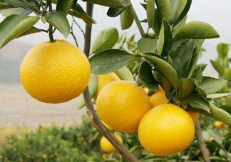 中秋節(jié)可以送柚子嗎？中秋節(jié)為什么吃柚子？