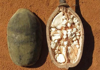 猴面包樹果實好吃嗎？猴面包樹果實怎么吃