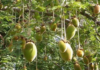 猴面包樹和面包樹有什么區(qū)別？猴面包樹果實叫什么