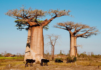 猴面包樹和面包樹是同一種植物嗎？猴面包樹能在北方種植嗎